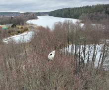 Druhom z OSP Szypliszki pomogli strażacy z Suwałk. Kot sprowadzony na ziemię [zdjęcia]