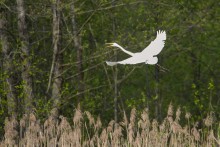 Kormorany, perkozy i czaple najliczniejszymi ptakami na Wigrach