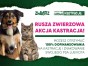 W gminie Suwałki rozpoczęła się bezpłatna kastracja i znakowanie psów i kotów