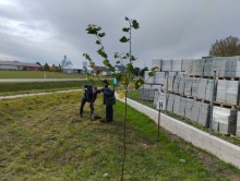 Lipy, dęby, sosny i świerki. Podsumowanie ostatnich nasadzeń w gminie Bakałarzewo