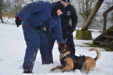 Suwałki. Psy poszły po śladach, obezwładniły pozoranta [zdjęcia]