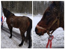 Powiat augustowski. Koń galopował krajową Ósemką