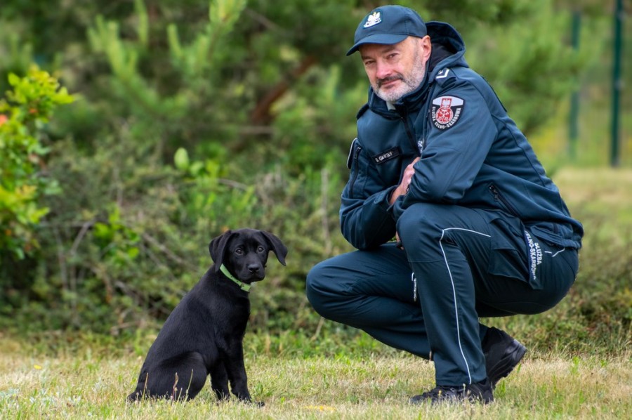 Labradorka Zora w szeregach KAS. To będzie pies na przemycane papierosy [foto]
