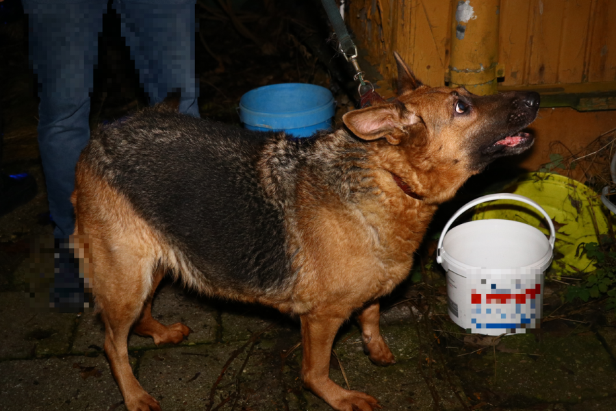 Suwałki. Zwłoki zwierzęcia w pustostanie, drugiego psa udało się uratować 