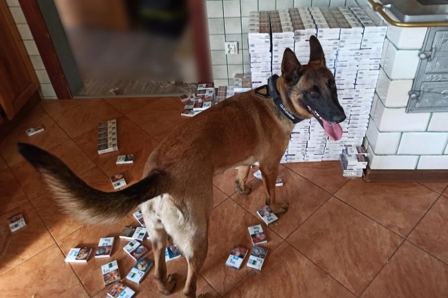 Celnicy dostali cynk, Hiena wywąchała ukryte paczki przemyconych papierosów