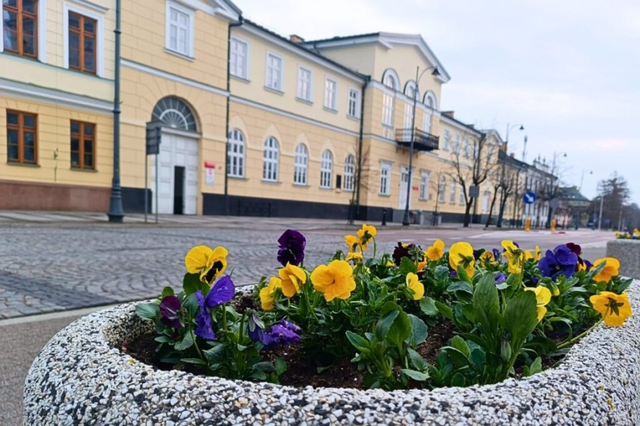 Suwałki rozkwitną feerią barw – na posadzenie czekają tysiące bratków, stokrotek, aksamitek, begonii
