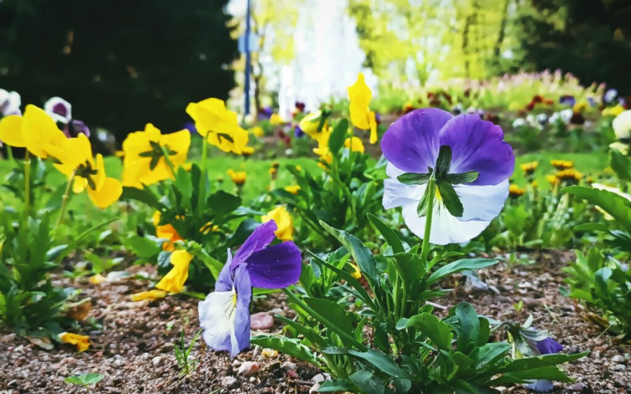 nasadzenia-kwiatow-2024-1-1024x640.jpeg