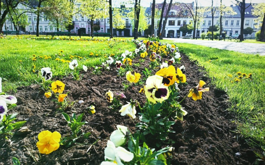 nasadzenia-kwiatow-2024-4-1024x640.jpeg