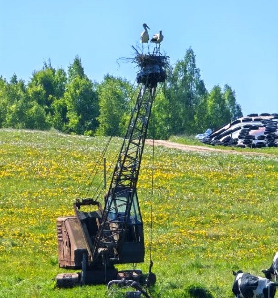 Mieszkańcy Suwalszczyzny wiedzą, jak przyciągnąć bociany i turystów
