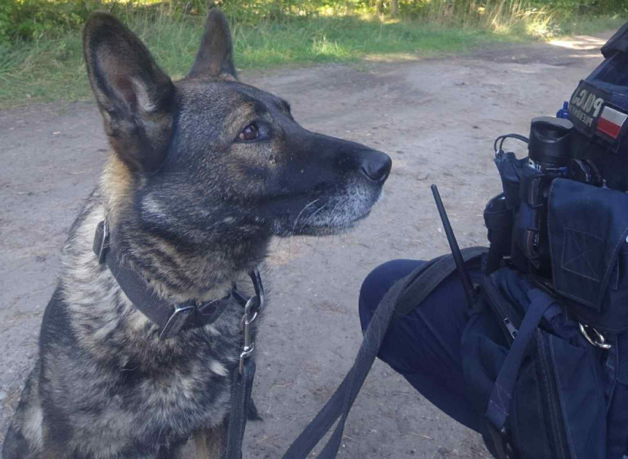 Suwałki. Policyjny pies doprowadził do zaginionej
