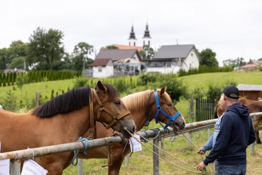 Bakałarzewo. Regionalna wystawa koni, zawody jeździeckie w skokach przez przeszkody, oprowadzanki