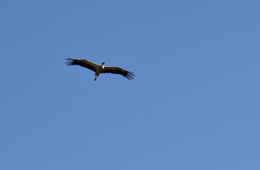 dsc_1785.jpg