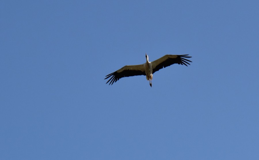 dsc_1787.jpg
