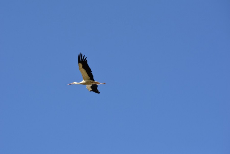 dsc_1788.jpg