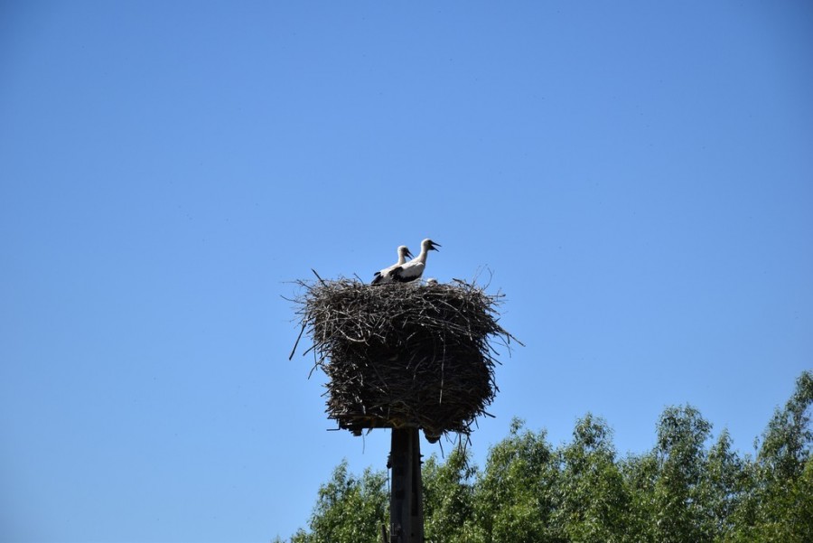 dsc_1897.jpg