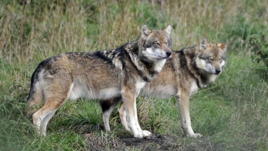 Starostwo sejneńskie apeluje o ostrożność. Problemy z wilkami 
