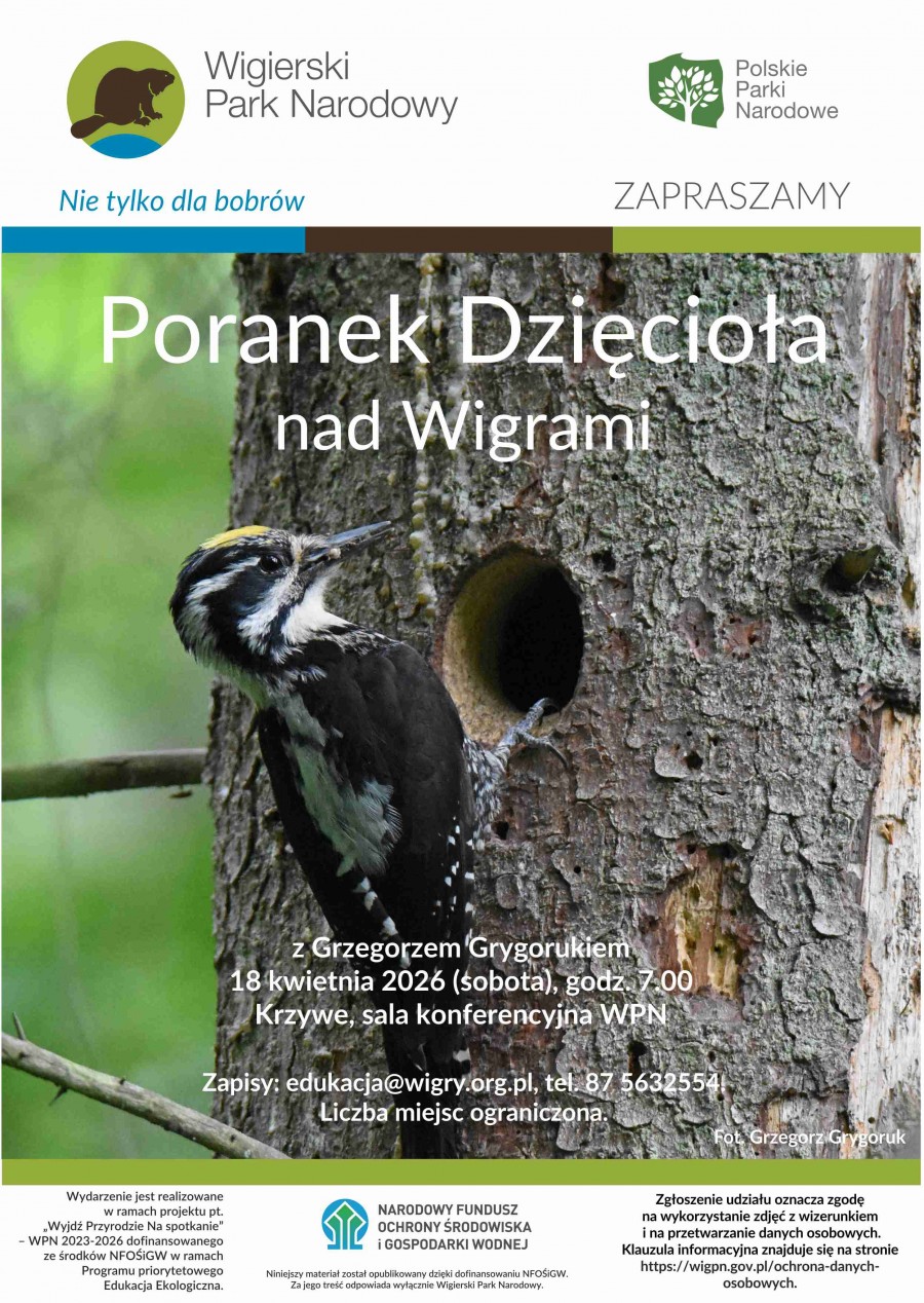 Poranek Dzięcioła w Wigierskim Parku Narodowym