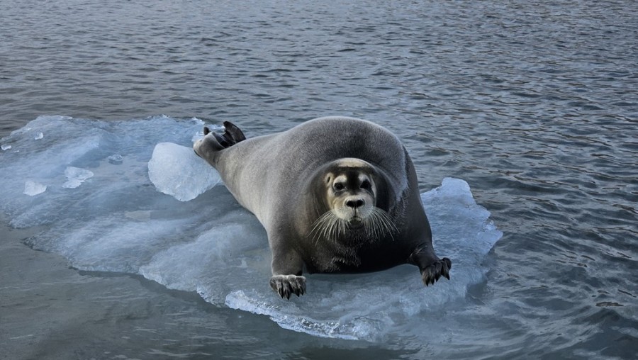 spitsbergen_foto_6.jpg