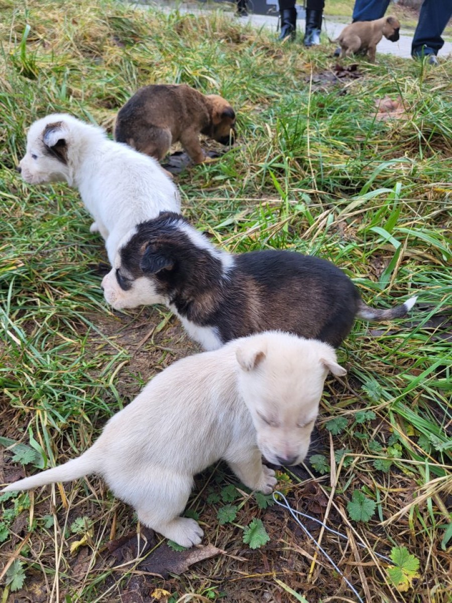 Bakałarzewo. Sześcioro szczeniąt znalazło nowe domy