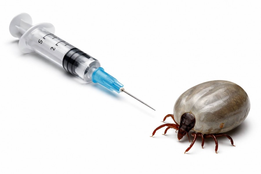 Gmina Suwałki. Zaproszenie na szczepienia przeciwko kleszczowemu zapaleniu mózgu