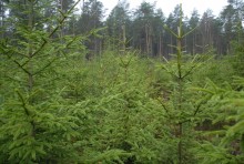 Choinki prosto z lasu. Naturalne Święta!