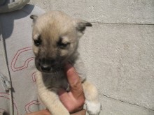 Happening „Nie kupuj – adoptuj”