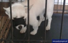 Pijany wyrzucił psa przez okno