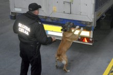 Tir z kontrabandą za ponad 5,5 mln w rękach podlaskich celników [zdjęcia]