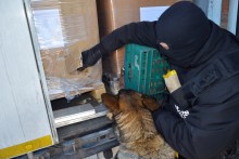 Rekordowy przemyt krajanki. Funkcjonariusze przechwycili prawie 12 ton