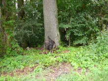 Gołdap. Pies tropił złodzieja przez trzy kilometry