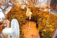 Amfetamina, marihuana. Narkotyki za ponad 130 tys. złotych w Sejnach