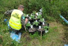 Doniczki z konopiami w Michnowcach