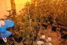 Nielegalna uprawa konopi koło Augustowa [zdjęcia]