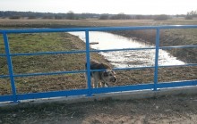 Miał zaopiekować się psem, a przywiązał go do barierki