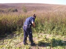 Konopie w Lipówce. Właściciel krzaków aresztowany