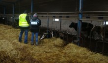 Olecko. Gospodarz zagłodził krowy