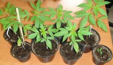 Do trzech lat za osiem krzaków