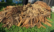 Kontrabanda i nielegalny tytoń w Suwałkach i Raczkach