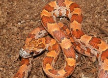 Dziewczynki ukradły węże