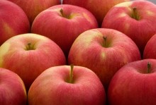Suwalska Strefa Ekonomiczna będzie rozdawać jabłka