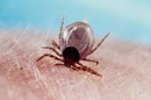 Zastopuj kleszcza, zaszczep się