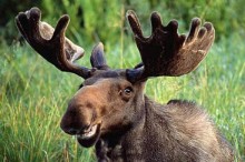 Nietypowa policyjna interwencja w Sokółce. Łoś w Biedronce