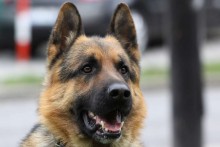 25 tys. zł za pogryzienie przez bezpańskie psy