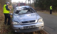 Opel uderzył w łosia. Zwierzę zginęło