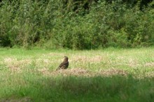 Projekt podlaskich leśników doceniony przez komisję Europejską