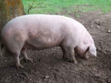 Rekompensaty: sprzedawać świnie czy poczekać