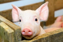 Wahania na świńskim rynku 