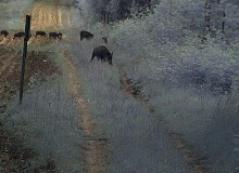 Szybko odstrzelą trzy tysiące dzików