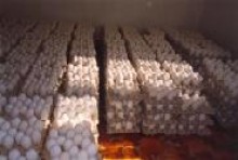 Łoździeje. Polsko - litewski inkubator