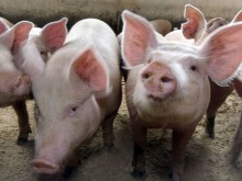  Litwa walczy z pomorem świń lepiej niż Polska?